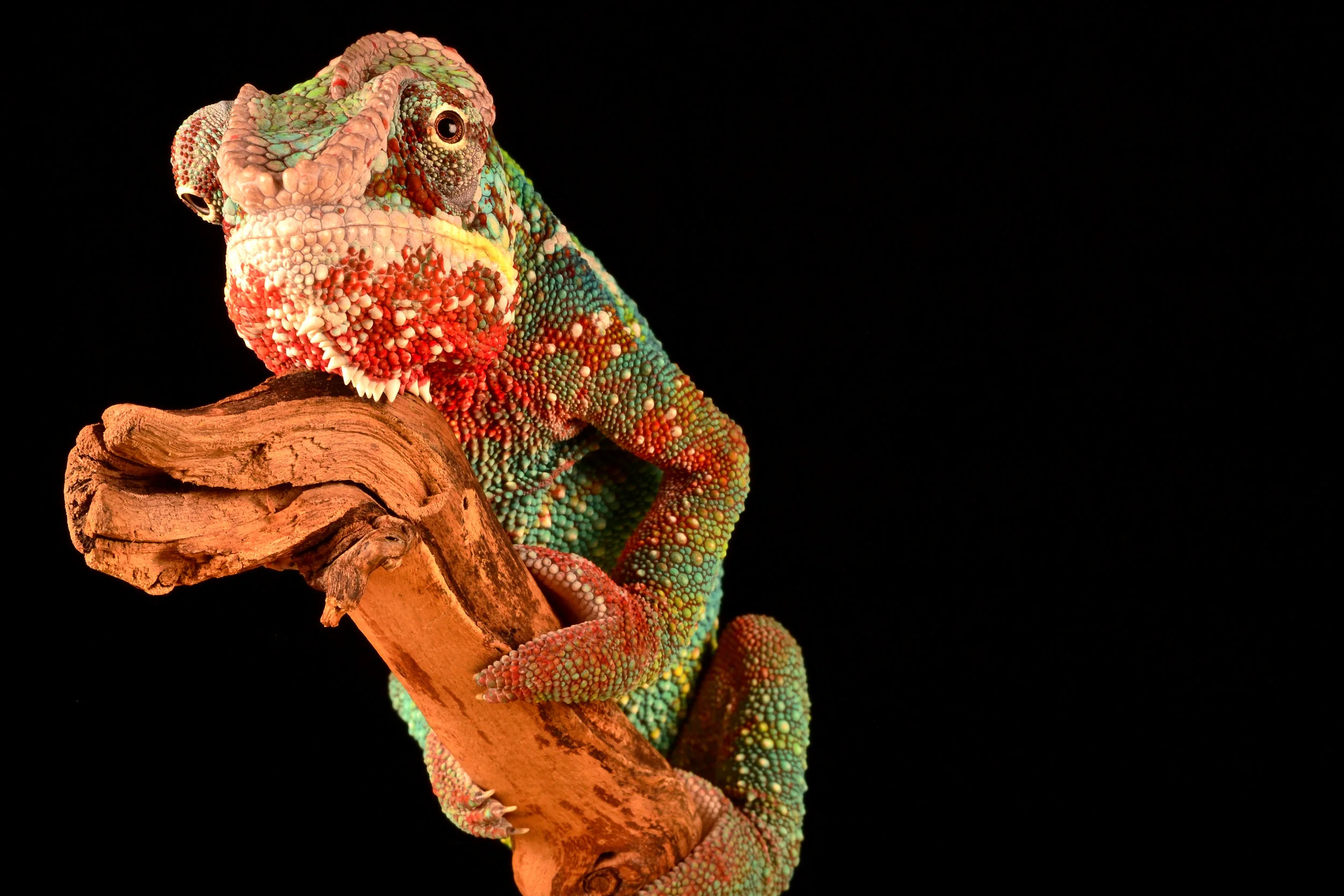 My imaginary Karma Chameleon.