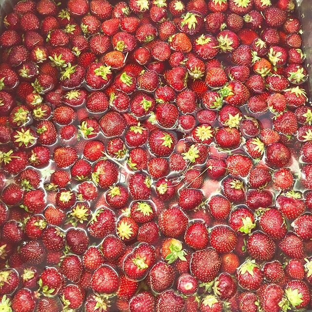 🍓 Strawberry Cardamom ✨ In the making y&rsquo;all 🙏🌱 Thanks yo @crispcountryacres for the Strawberries. Be on the lookout for where you can find this libation! ✌️