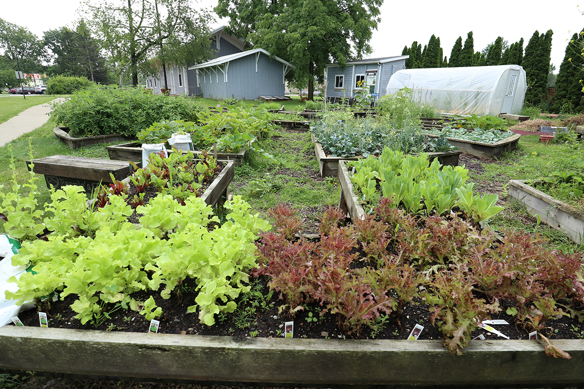 IMG_2261-garden July.jpg