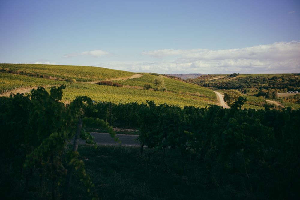 weingut_forster_by_steffenhenkel-11.jpg