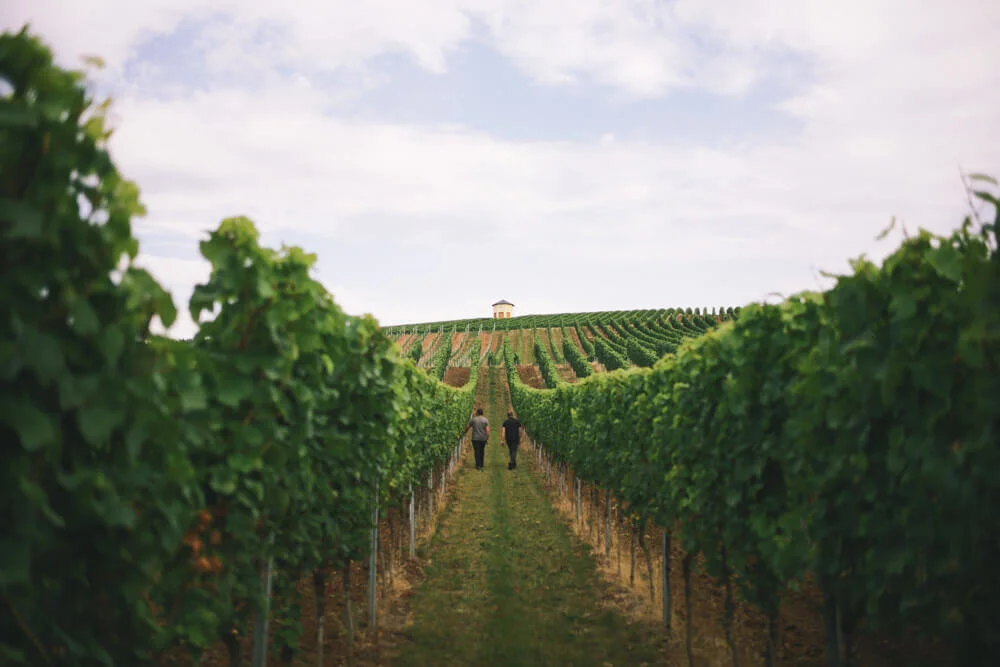weingut_meinhard_nahe_steffen_henkel-1.jpg