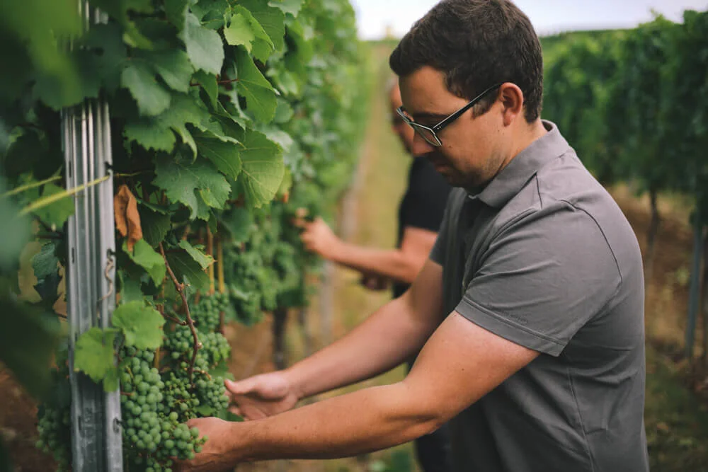 weingut_meinhard_nahe_steffen_henkel-2.jpg