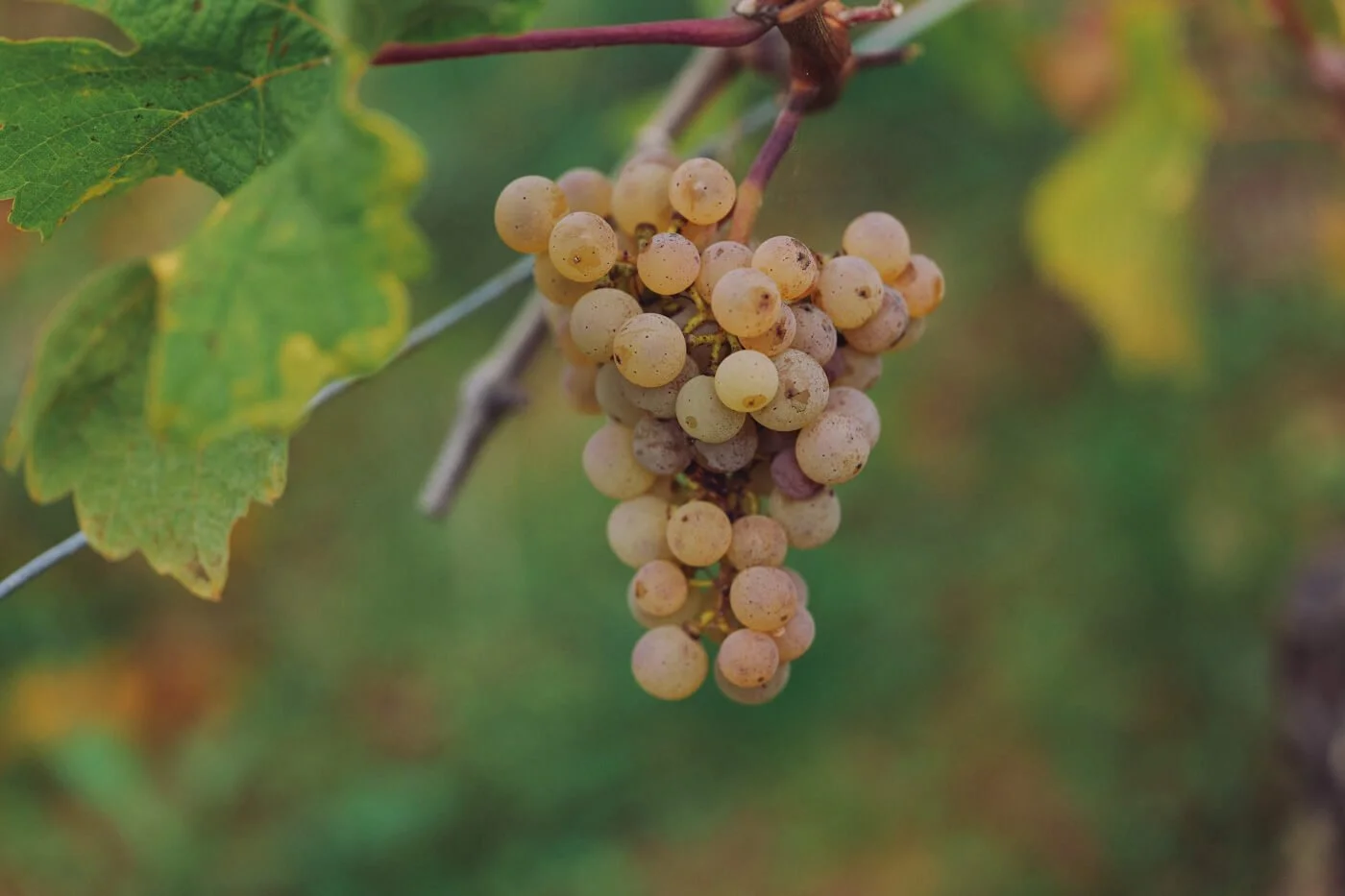Euler_Wein_Handlese2022_Das_Medienkartell_Steffenhenkel_Nahe_WEB-31.jpg