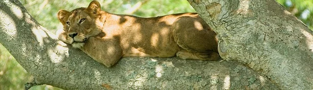 Nature's Lessons.jpeg