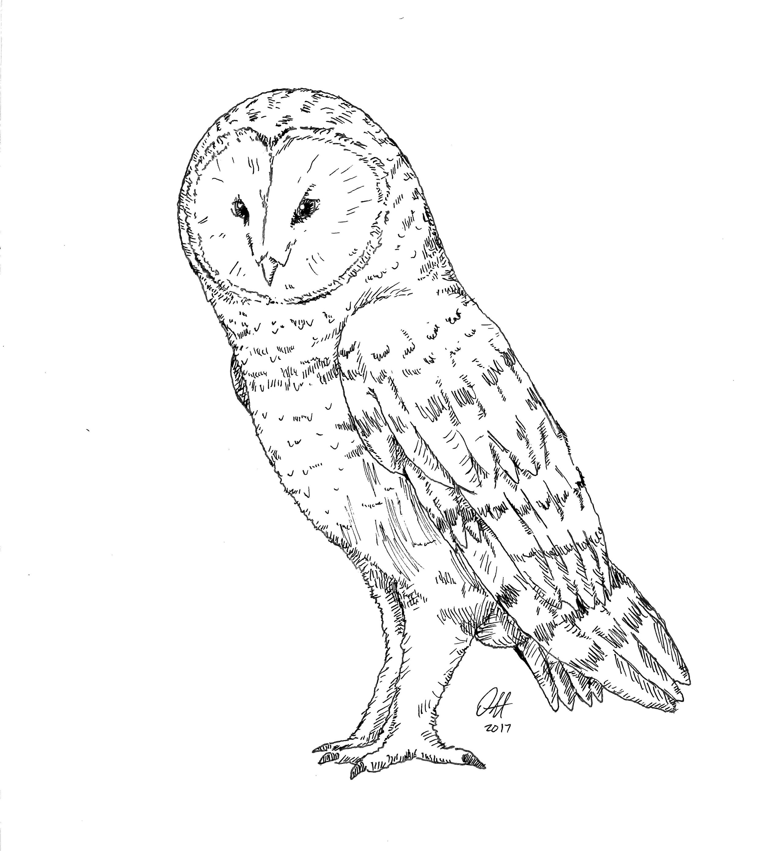 Barn Owl.jpg