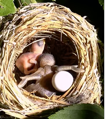 young Cuckoo ejecting a young Meadow  pipit