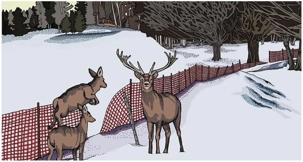 "Deer Reclaiming Their Land" (2025), The Narwhal