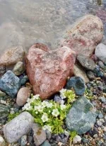Heart rock2.jpg