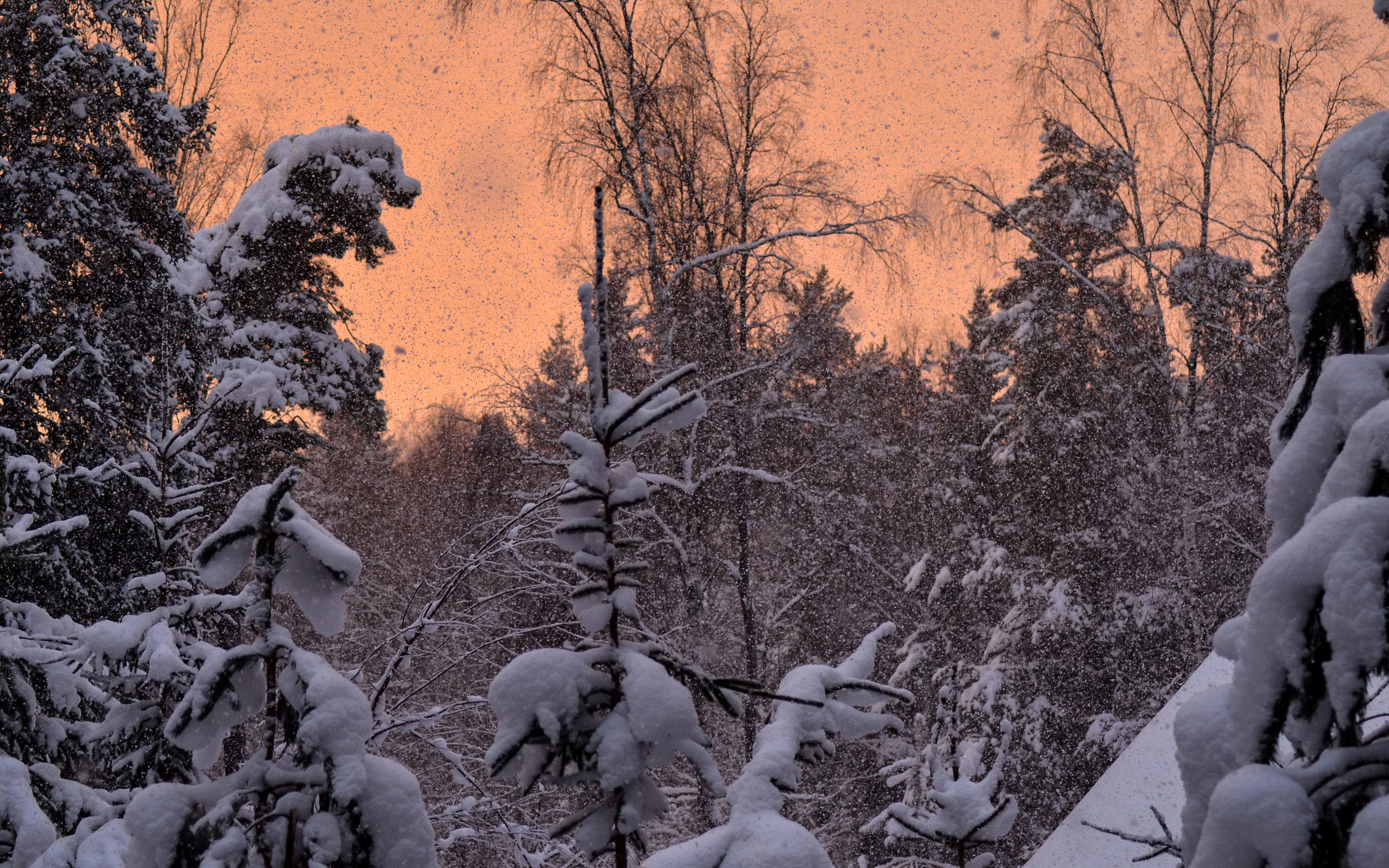 DSC_0024.jpg