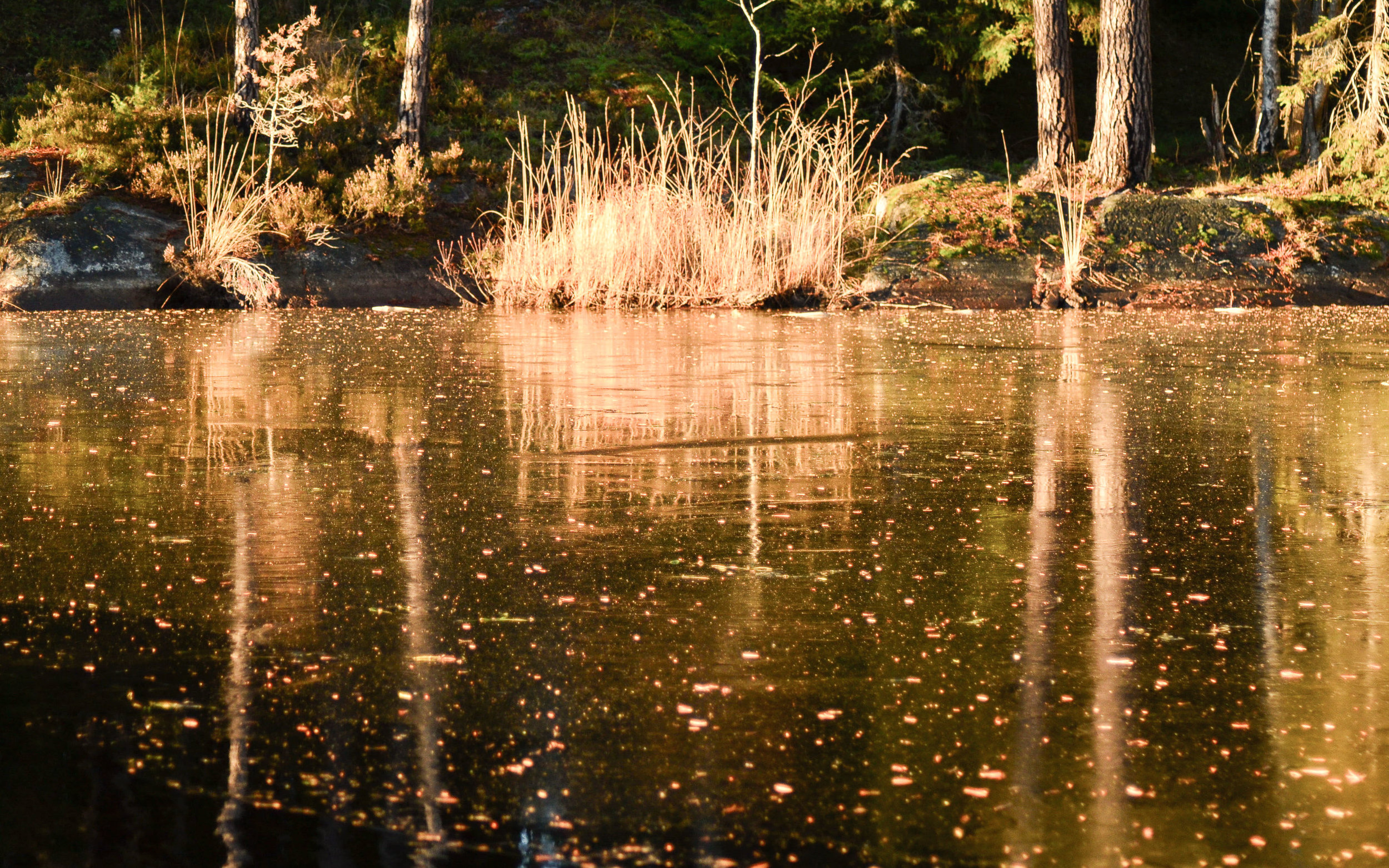 DSC_0040-2.jpg