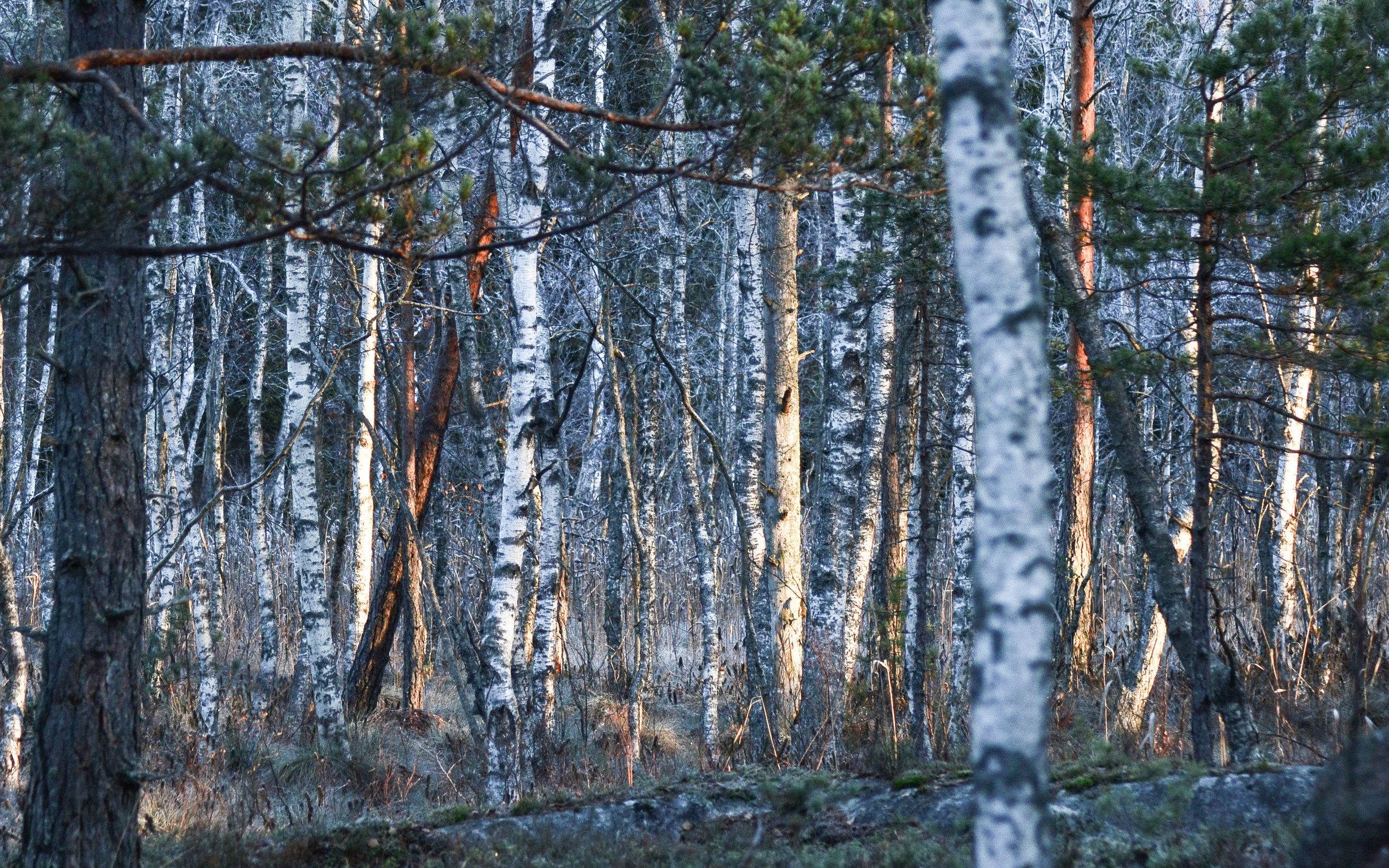 DSC_0051.jpg