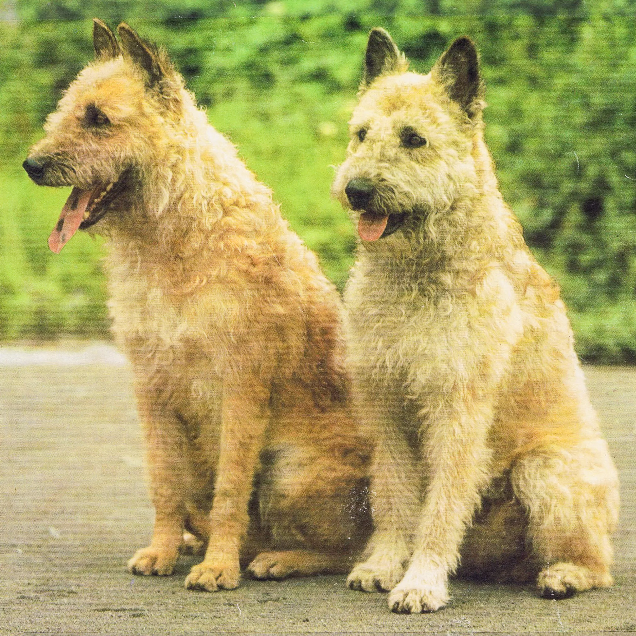 A picture from the book "THE DOG-his world and ours" Edition Leipzig 1975