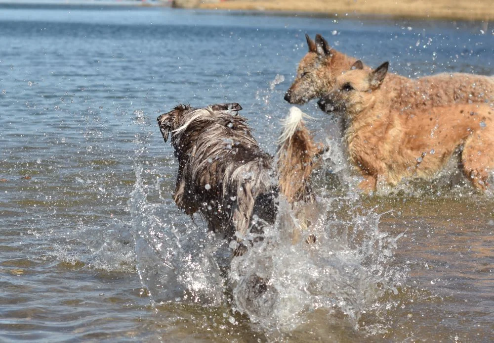 The Laekens have no chance to get a stick.They don´t even have a chance to try! Prima is always first!