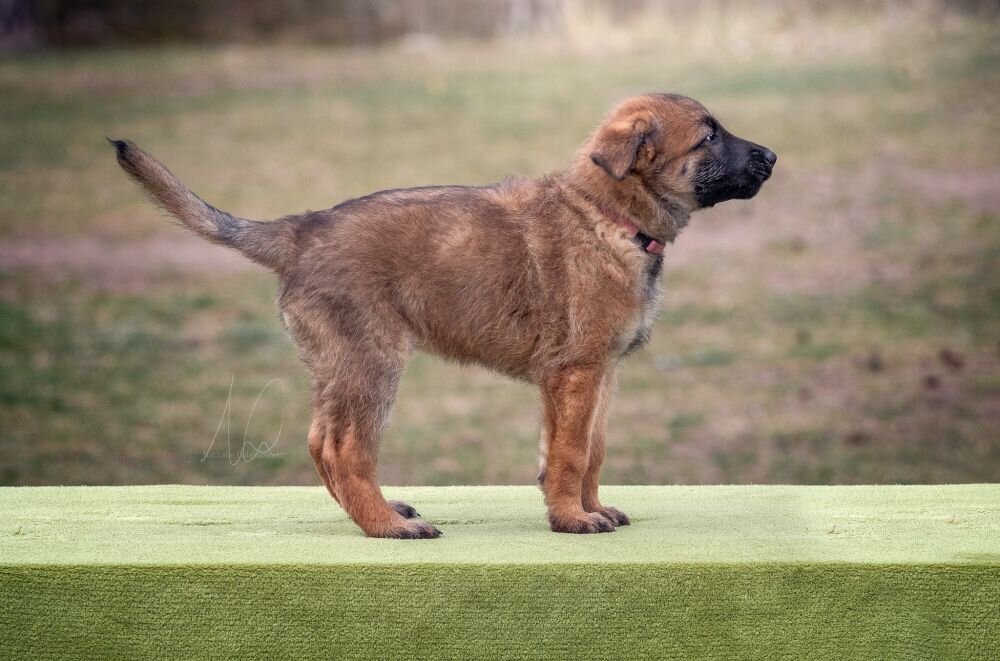 Lakkebo’s Cabrita 7 weeks old