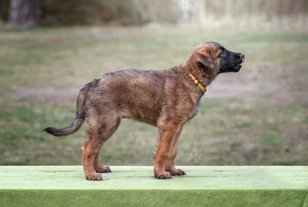 Lakkebo´s Covira 7 weeks old