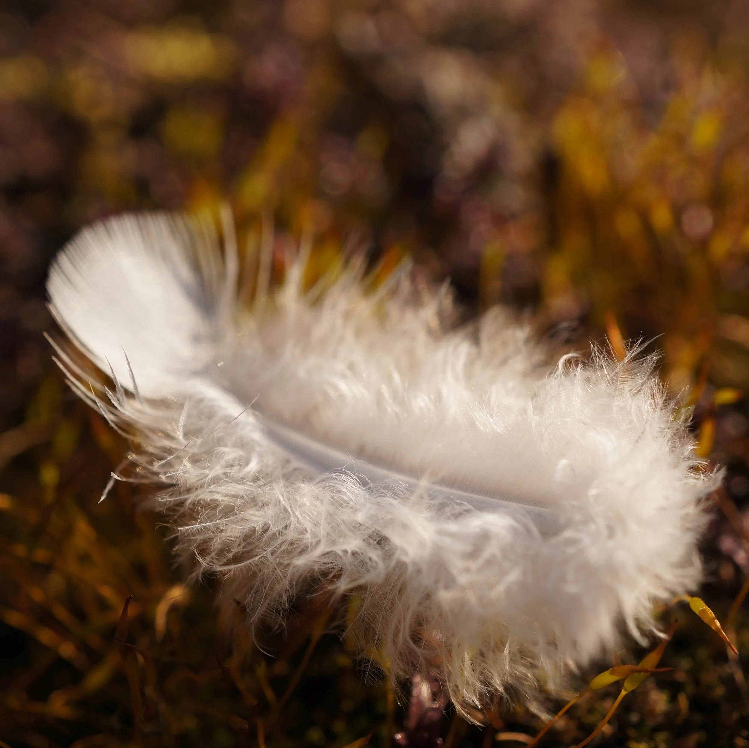 Get Fuzzy