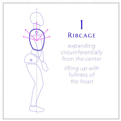1_Ribcage.jpg