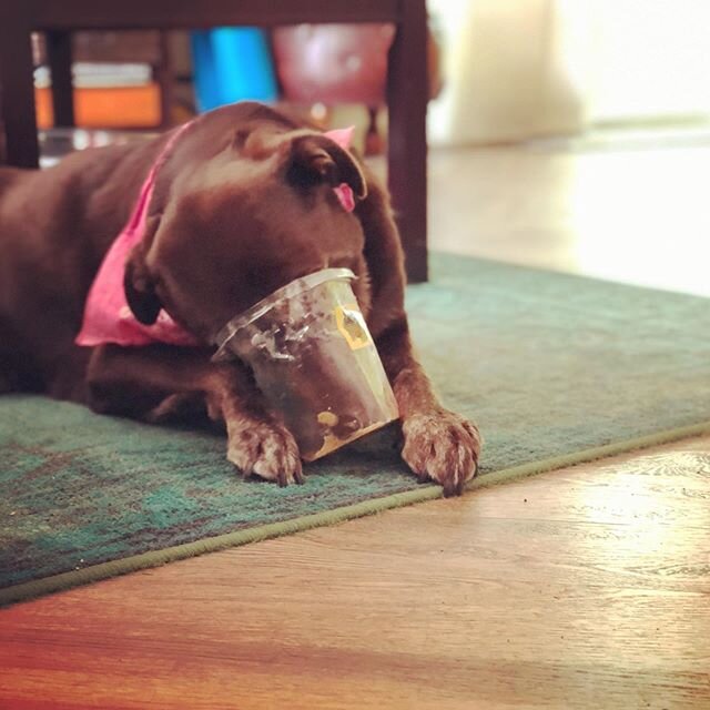 Chocolate and Peanut butter. Is there any better combination? #chocolatelab  #labsofinstagram #chocolatelaboftheday #laboftheday #doggosdoingthings #dogseatingpeanutbutter