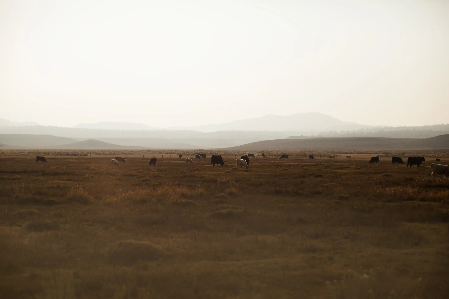CowFeild_EDIT.jpg