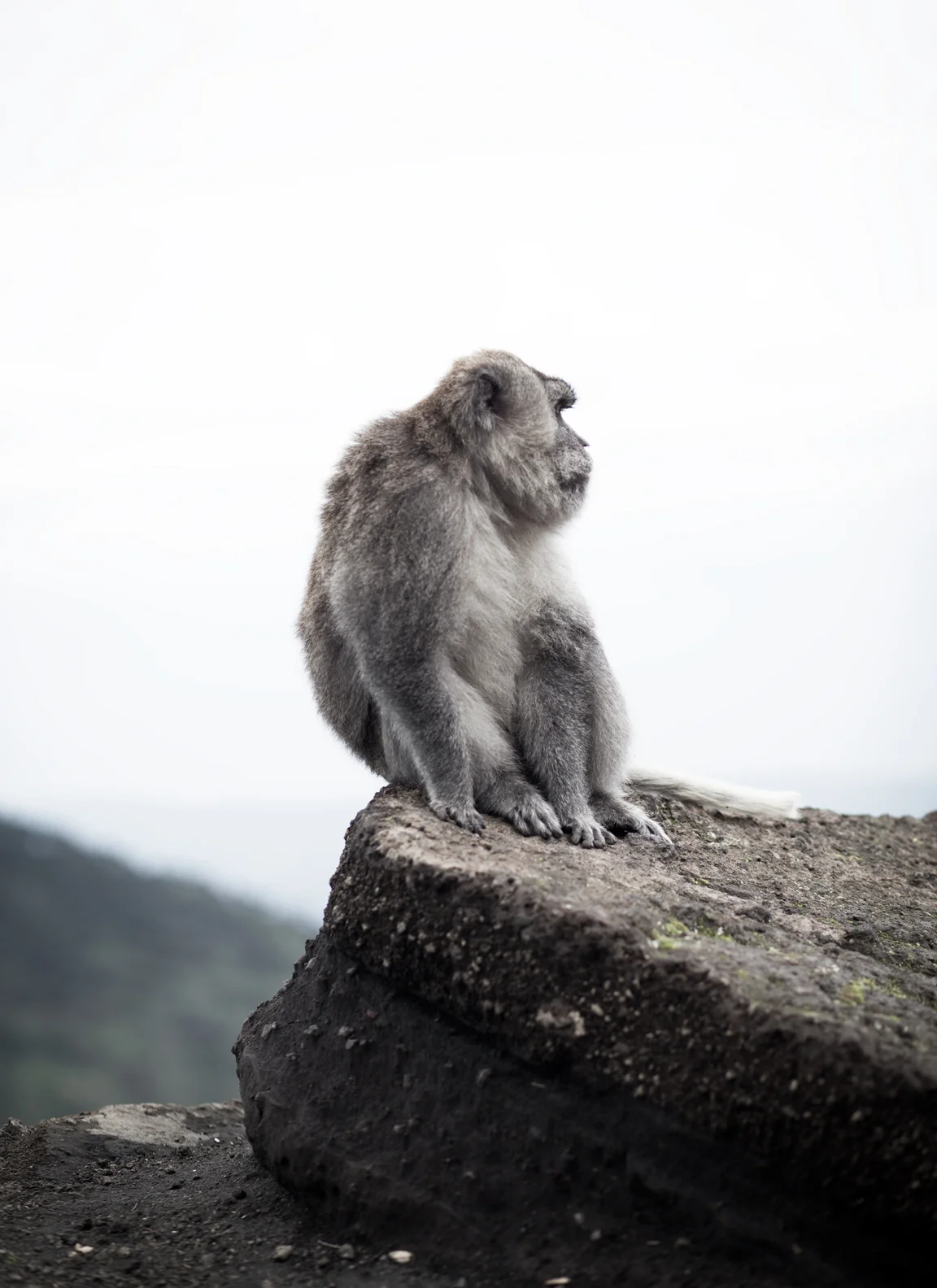 MTNmonkeyside-2.jpg