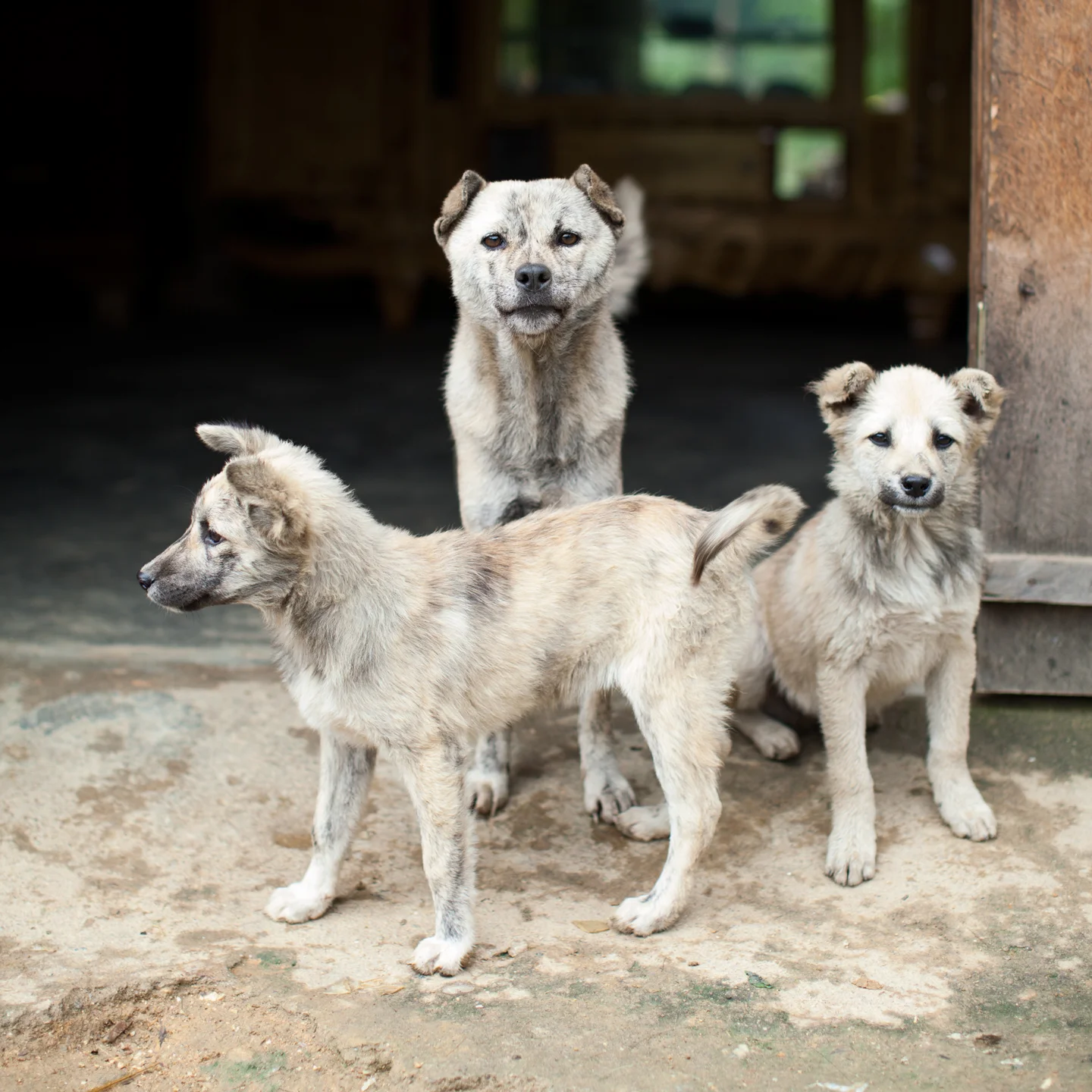 DOGSOFVIETNAM_WEB.jpg