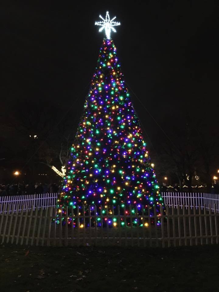 Hackley Park Christmas Tree