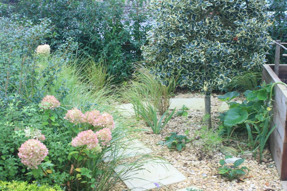 Pink hydrangeas and soft grasses beside a gravel path and timber raised bed