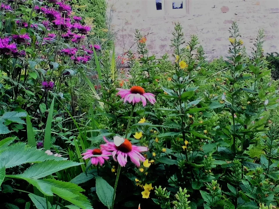 Herbaceous border of pink echinacea and purple bergamot against a stone wall