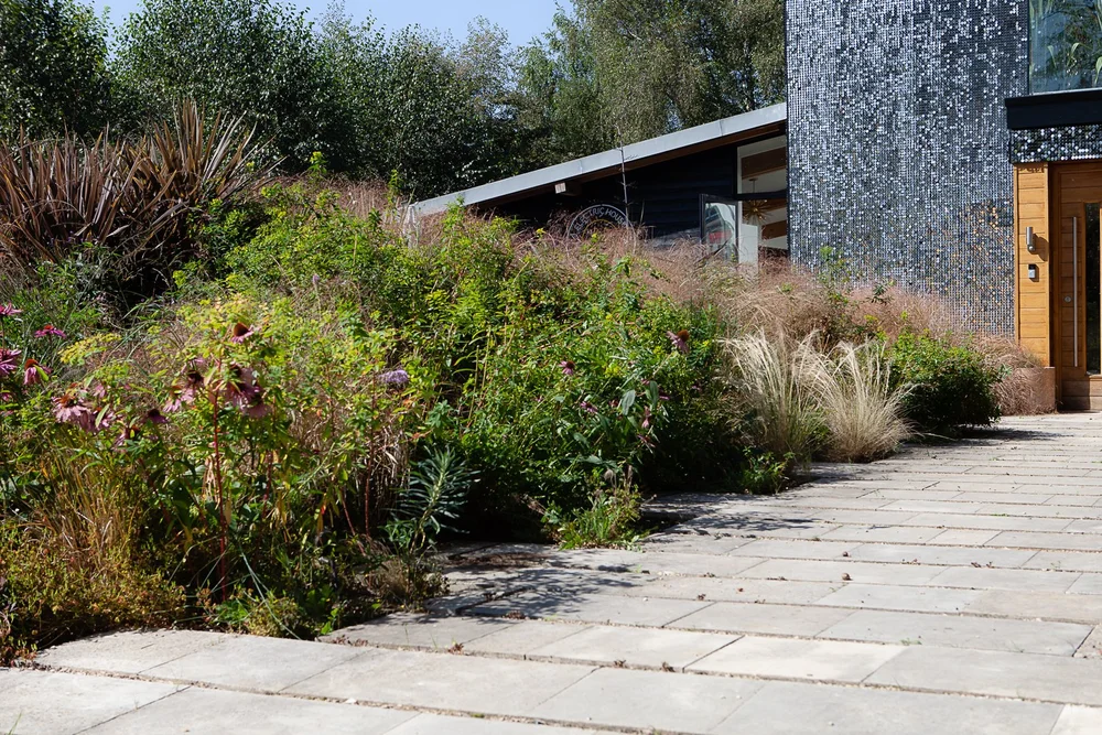 Bold prairie planting of grasses and echinacea beside wide stone paving and a modern house