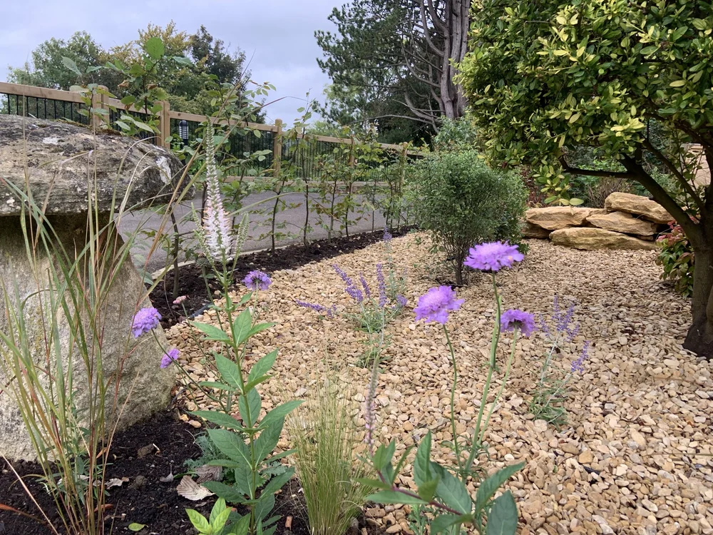 Lilac scabious and lavender growing through golden gravel