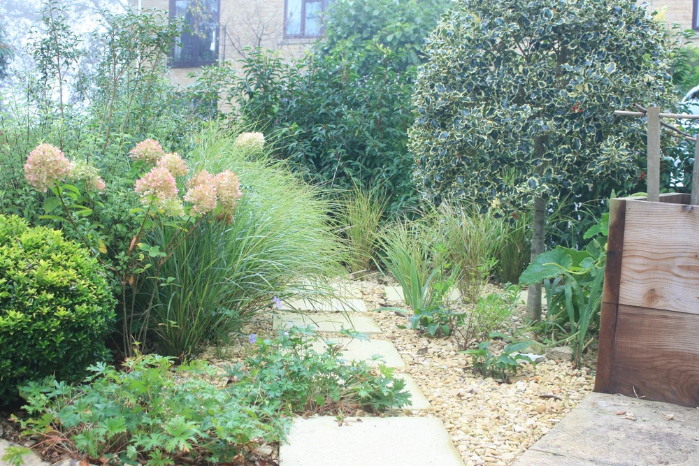 Stepping-stone path through gravel between hydrangeas, grasses and a variegated holly standard