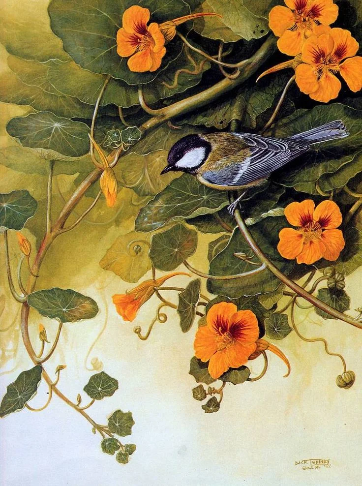 robin banner for calendar.jpg