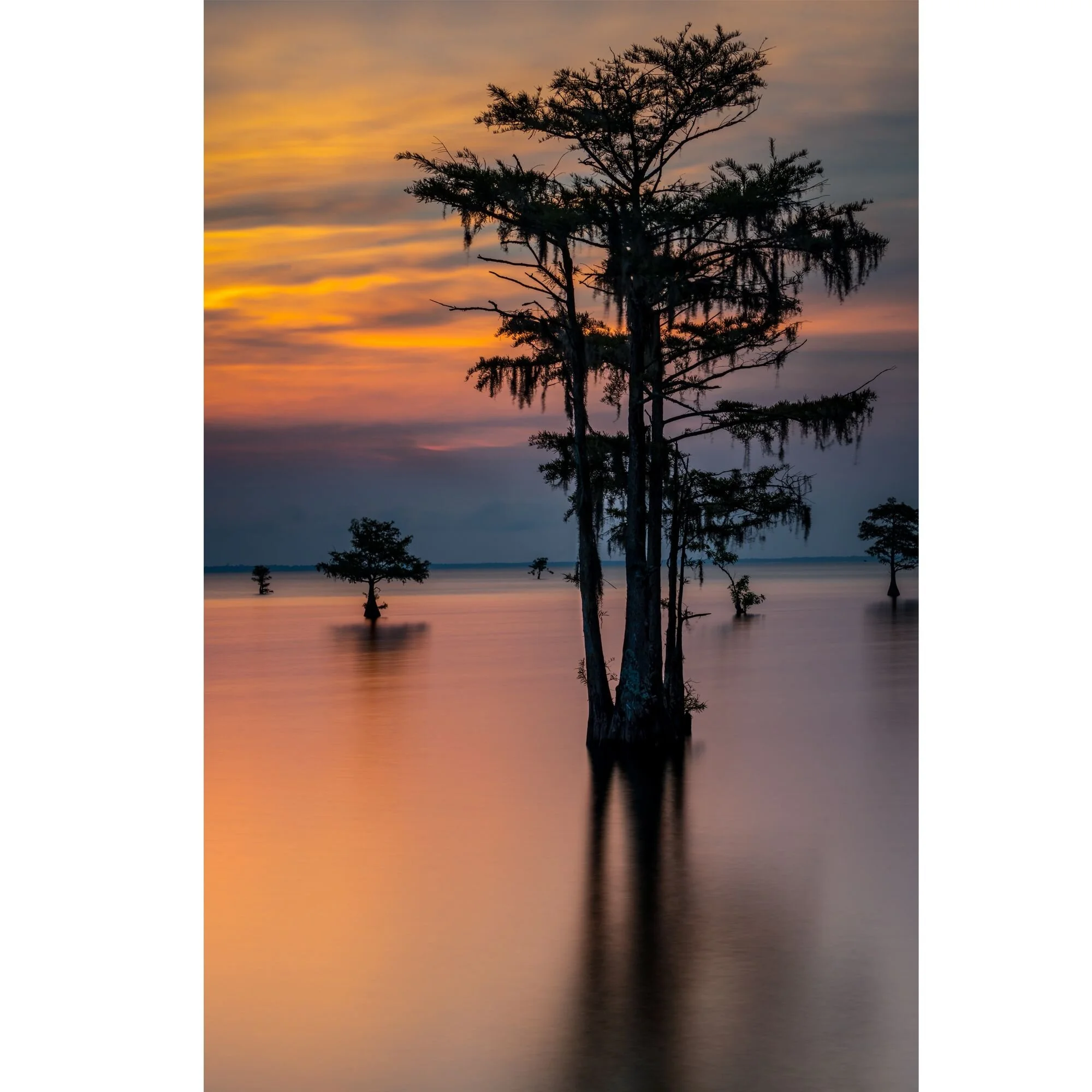 moultrie sunrise cypress.jpeg
