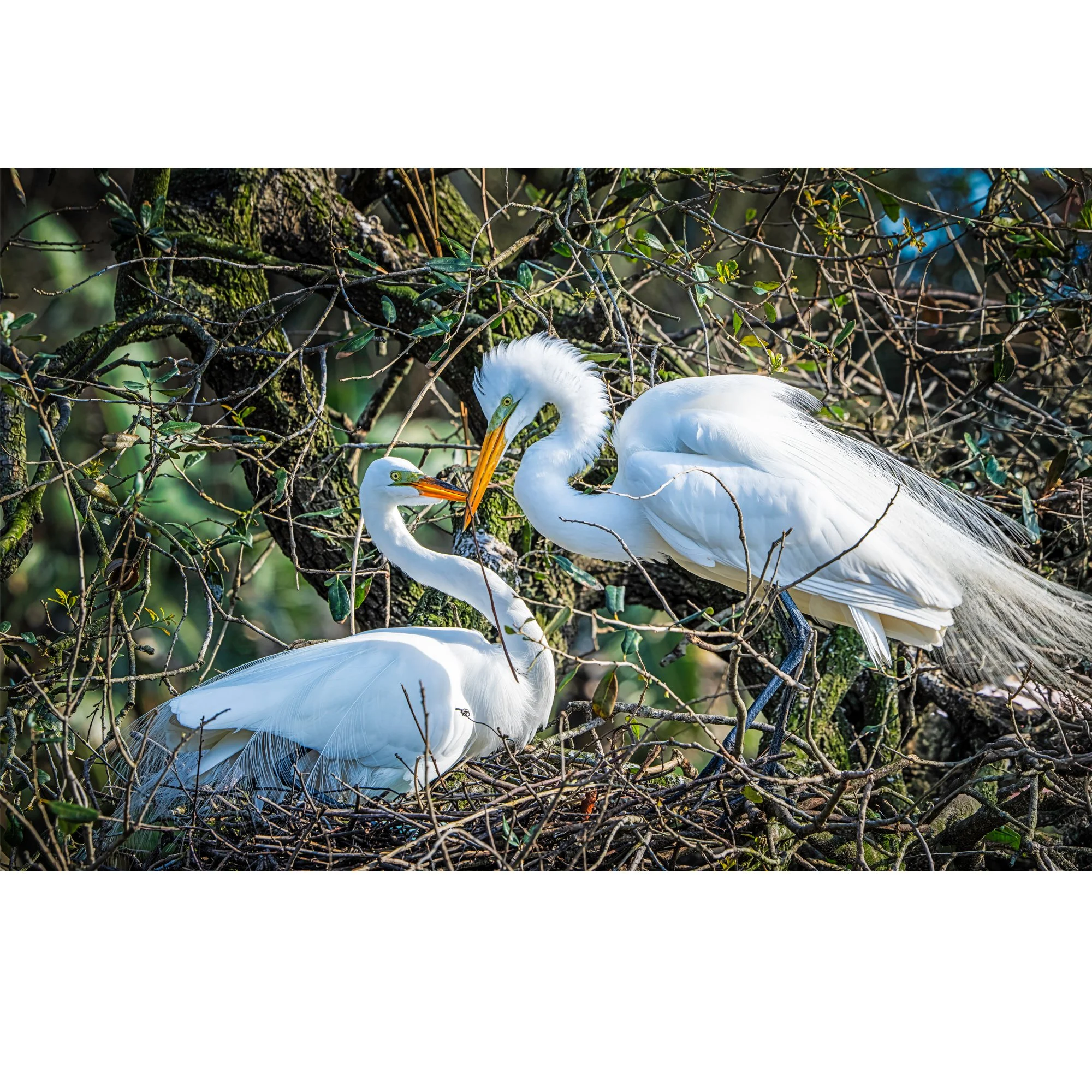 Web Future nursery.jpg