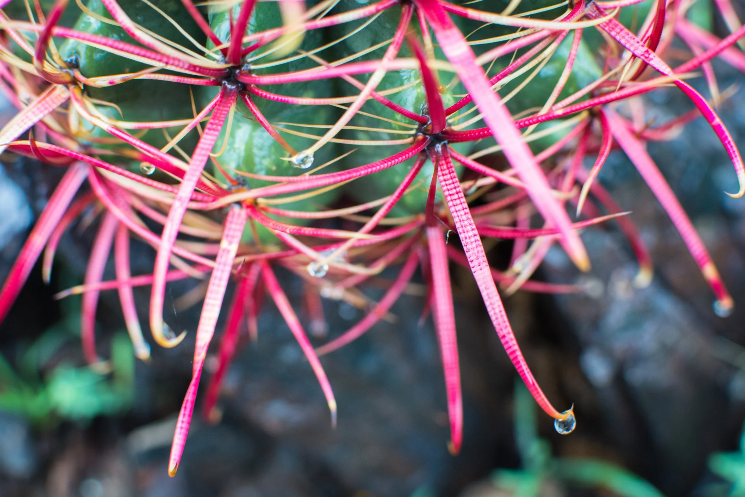 B A R R E L  O F   R A I N D R O P S