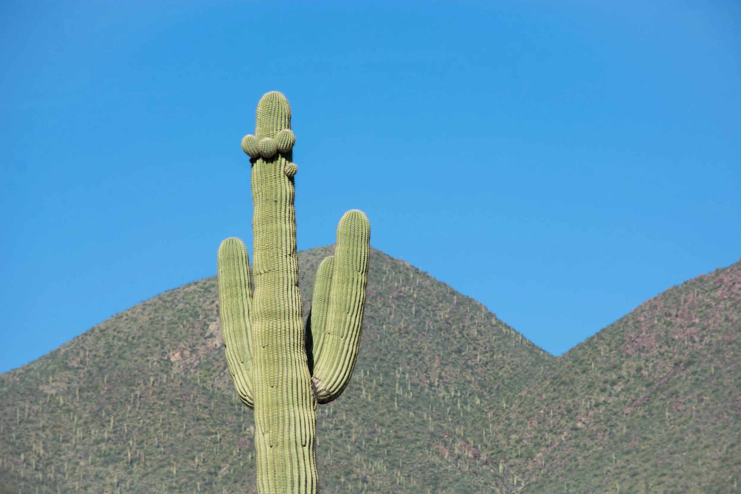 D E S E R T E L D E R