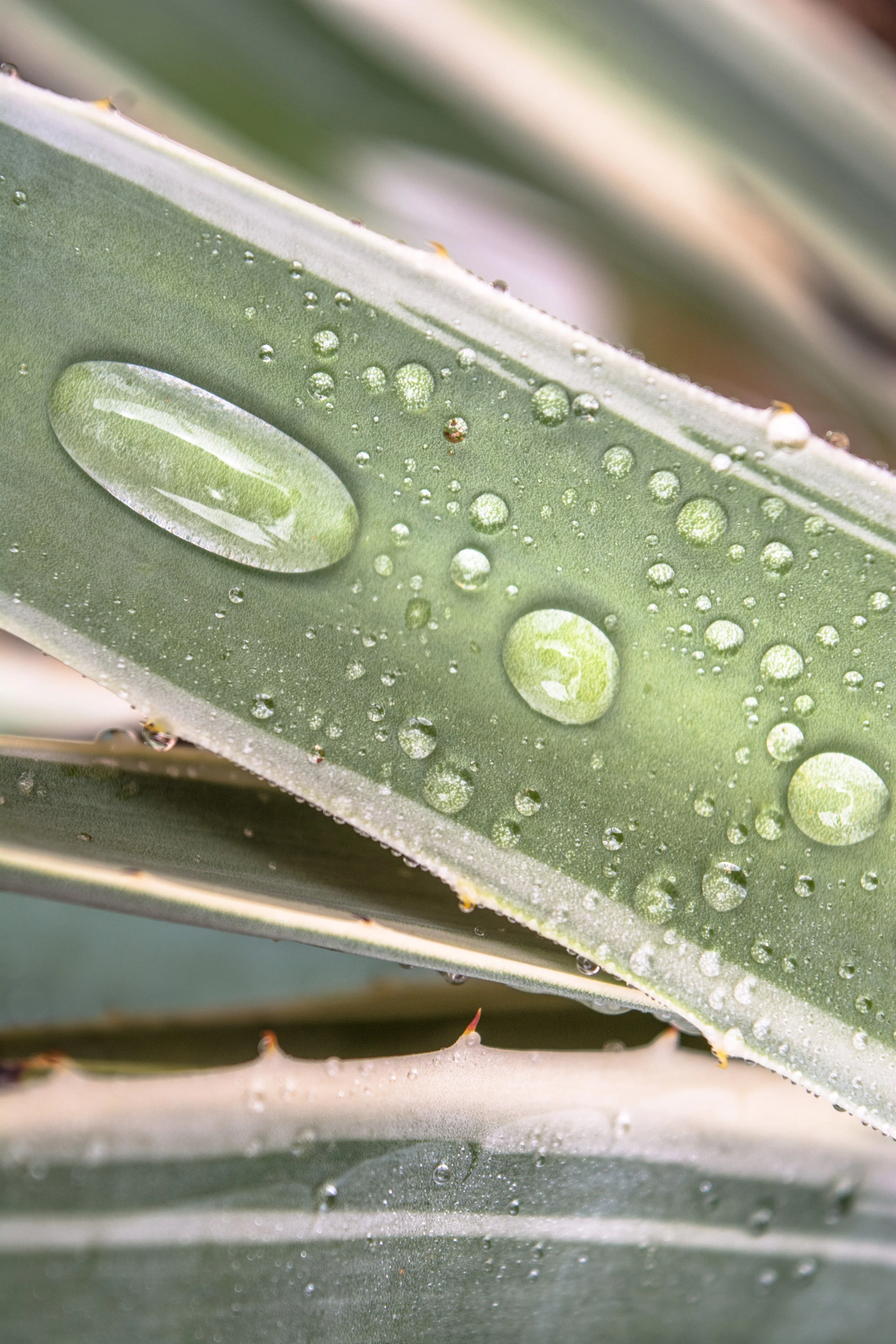 S U R F A C E D E E P