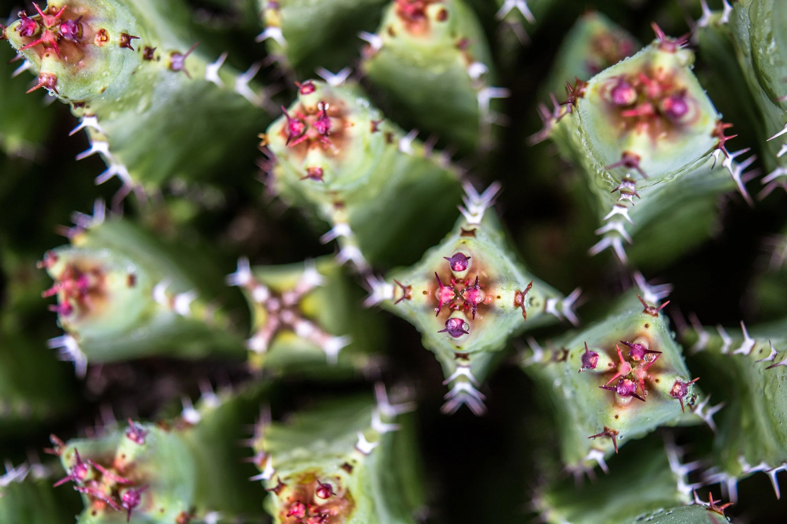 D E S E R T K A L E I D O S C O P E