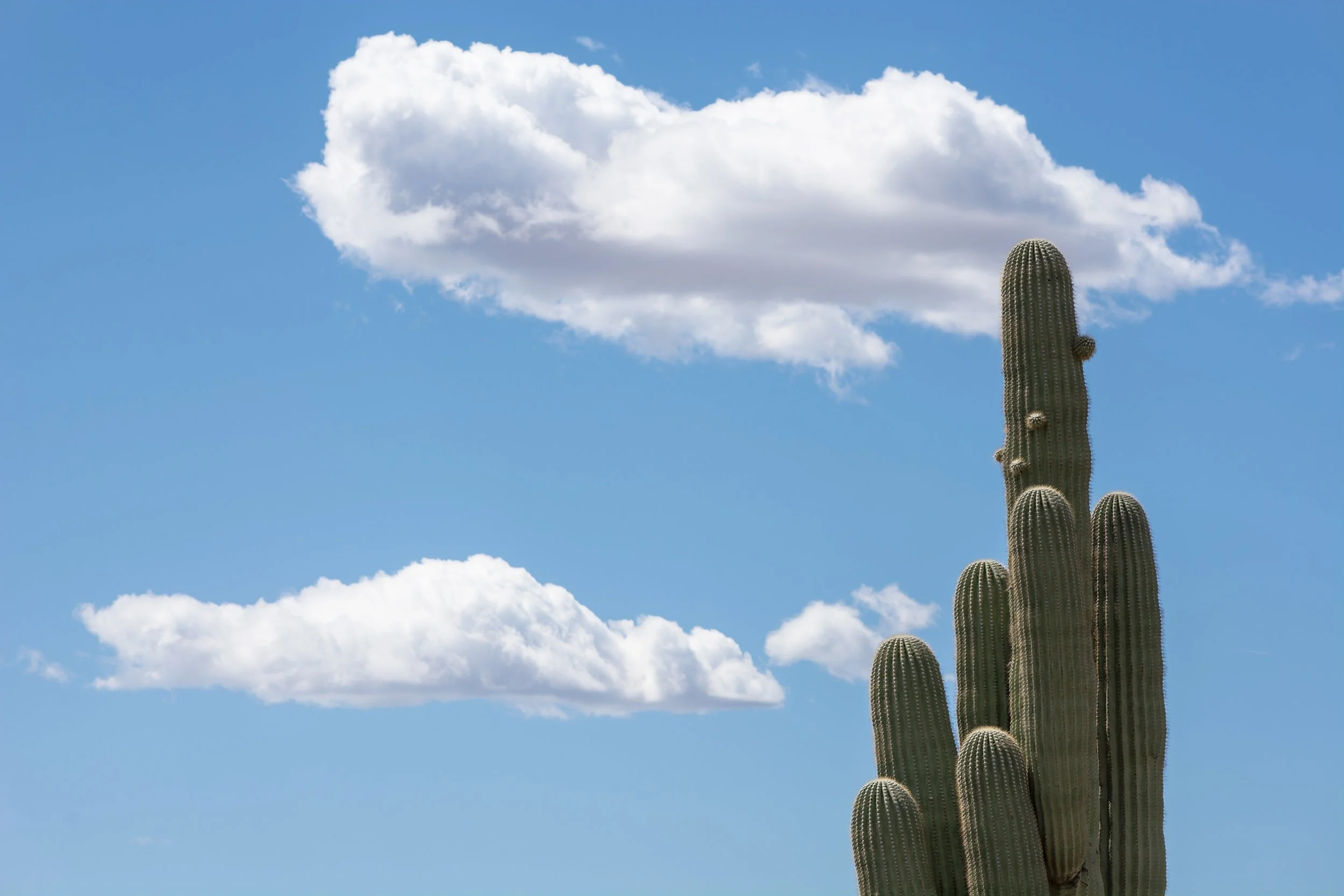 H O R S E W I T H N O N A M E