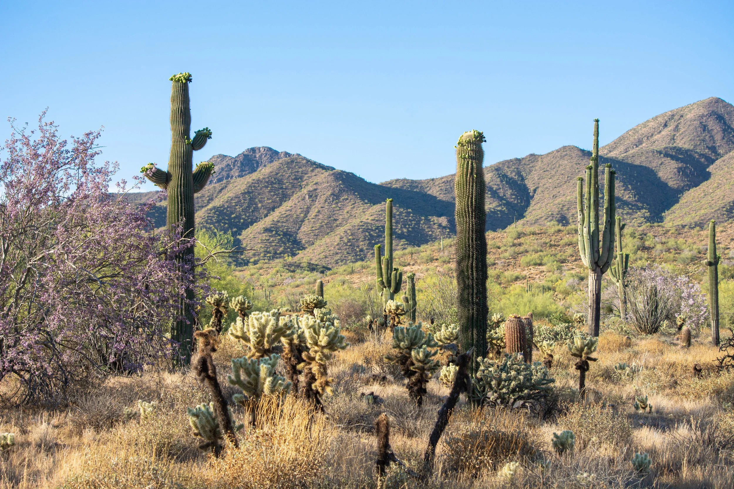 R E C O G N I T I O N