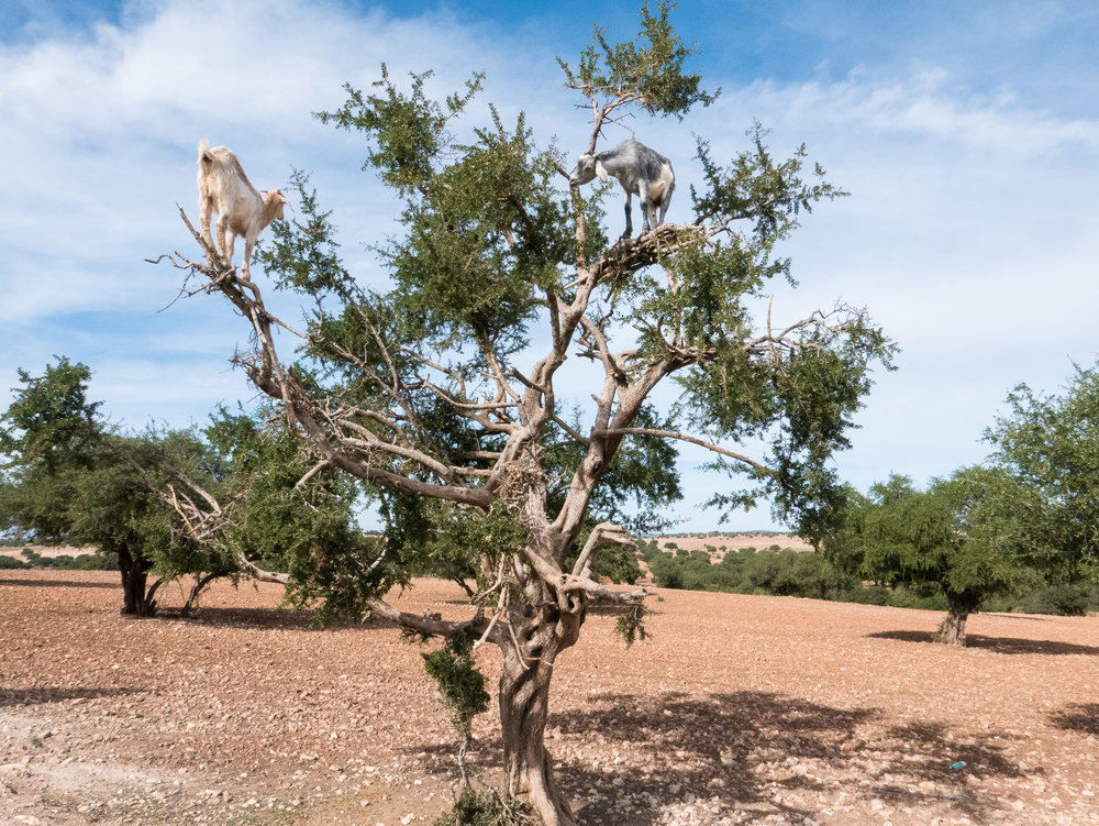 morocco_2015_201512_1000522_23881316323_o.jpg