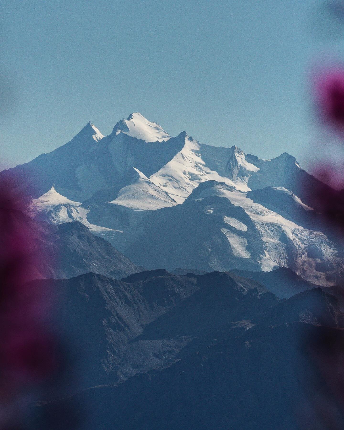 Snow-capped mountains in the distance including the Dom. #Valais #Wallis #Dom #Flowers #Mountains #Berge #Switzerland #Schweiz #SwissAlps100