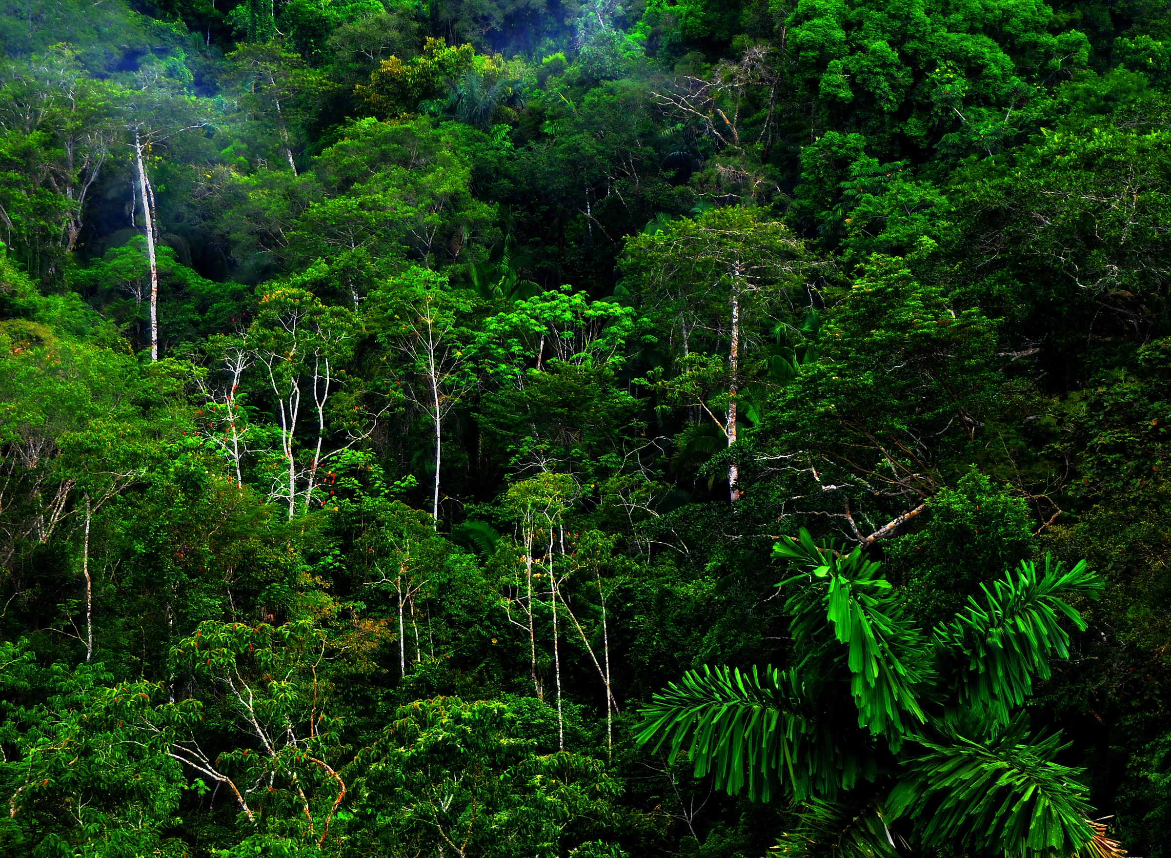 rainforest.jpg