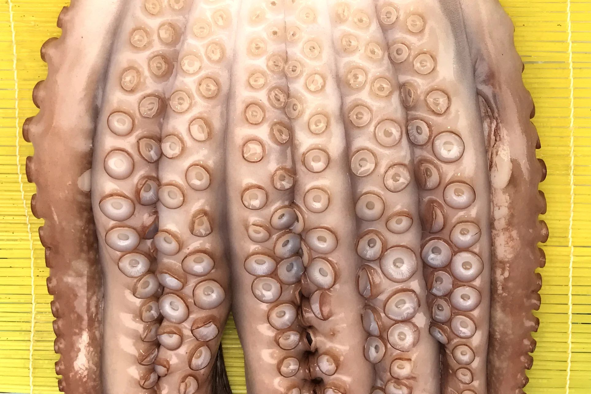 OctopusBusan.jpg