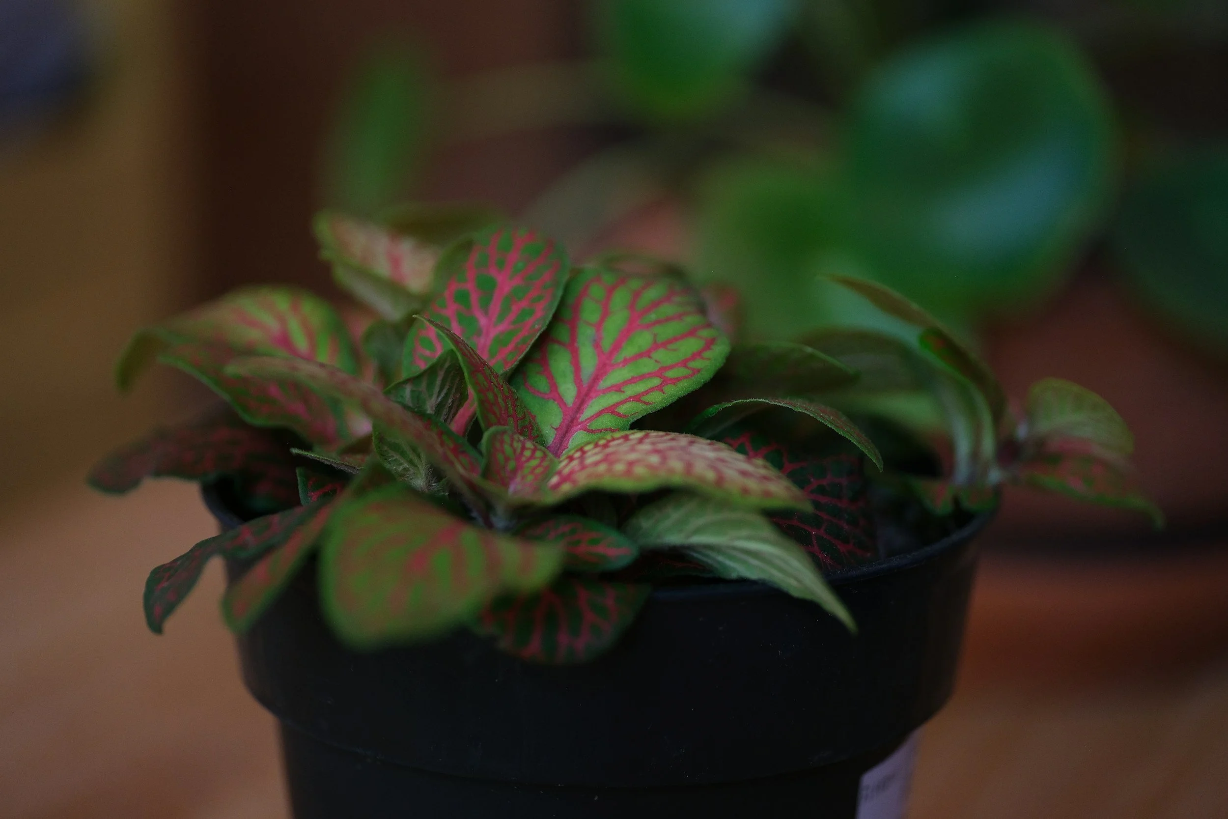 Sciatica Relief in Mendon & Honeoye Falls — Natural Options That Work