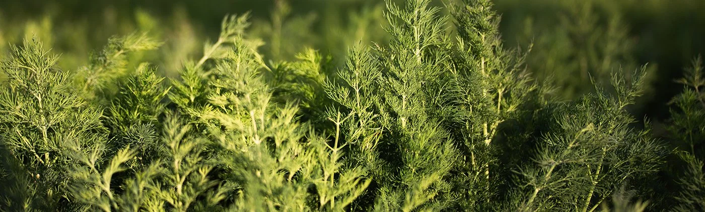 dill-image1400x422.JPG