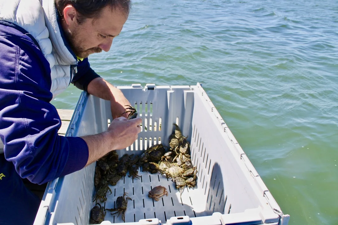 Paolo sorts crabs in the Chatham Harbor. Photographed by Mary Parks.