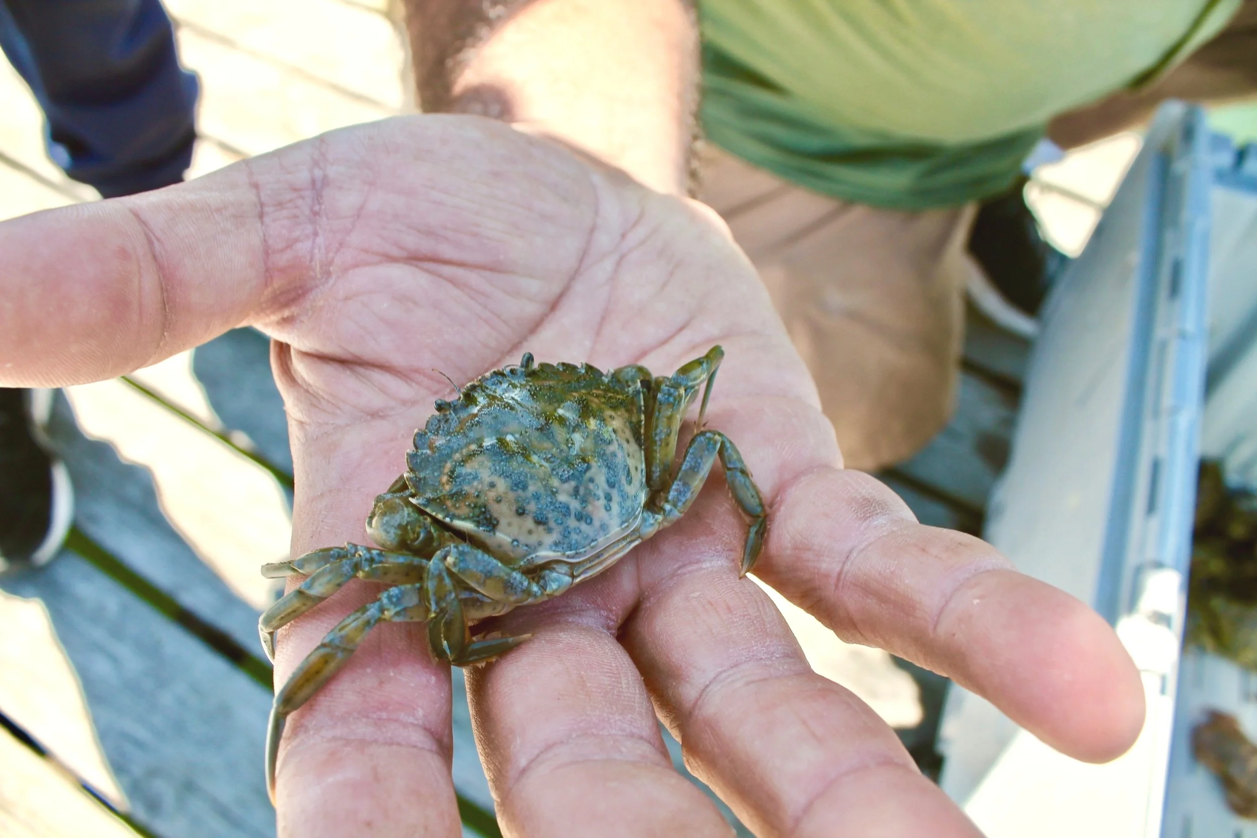 Jamie holds a “pre-molt” crab on his dock in Chatham. Photographed by Mary Parks.
