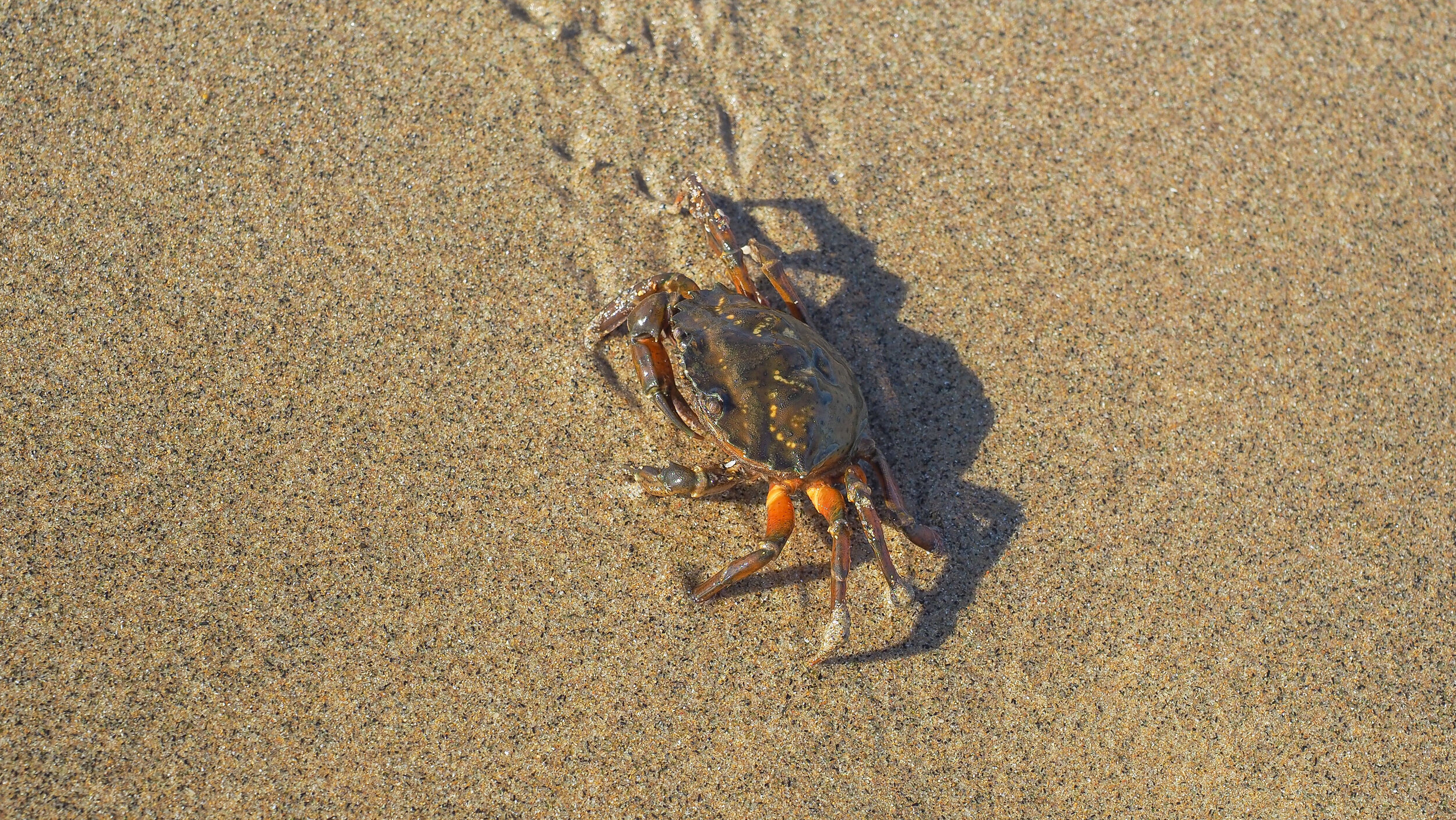 Report Green Crab Sightings —