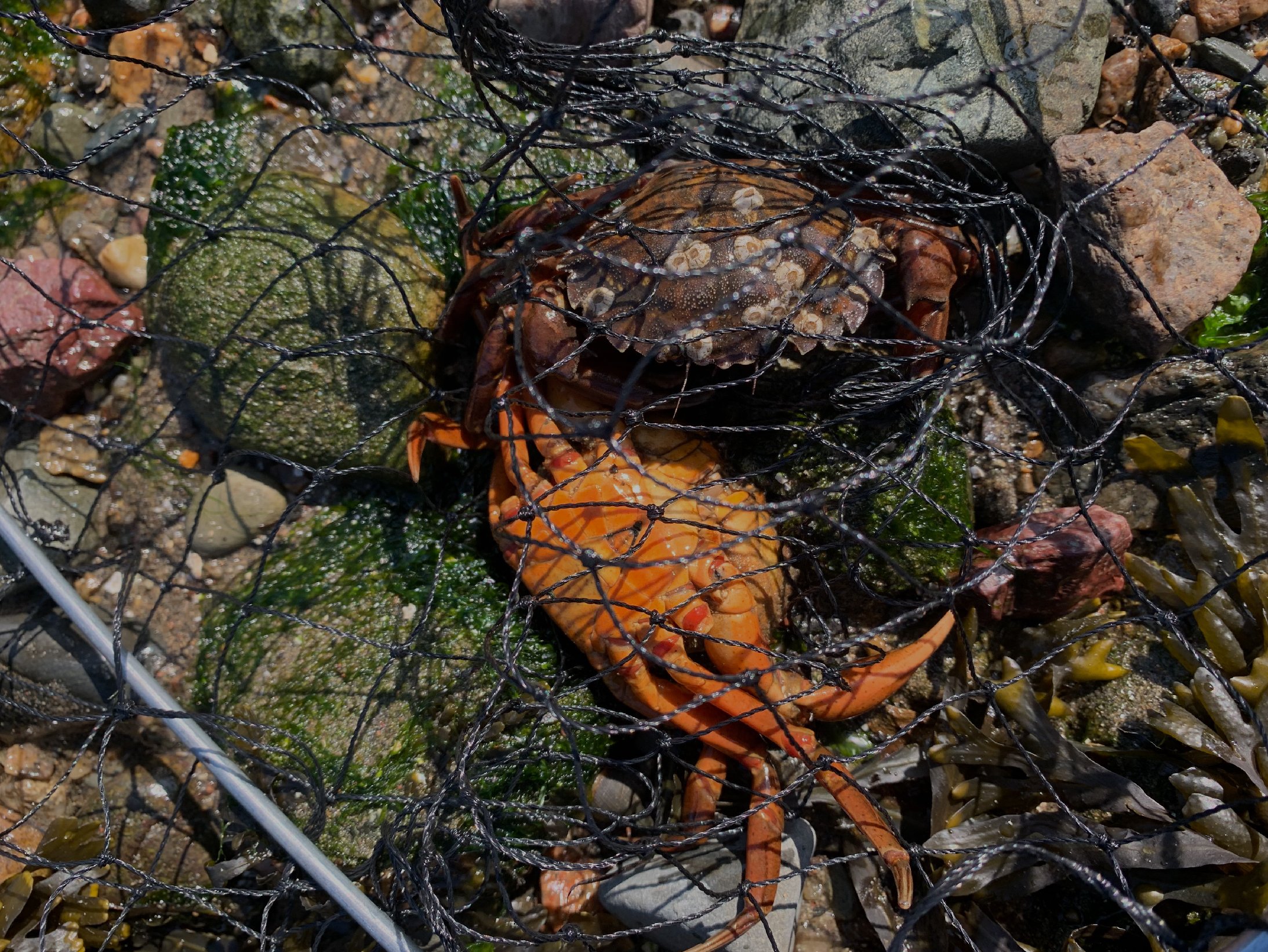 Green Crab Style Guide-31.jpg